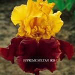 Supreme Sultan Iris