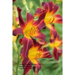 Susan Heimerdinger Daylily