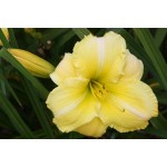 Sussex Way Daylily