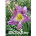 Swallow Tail Kite Daylily