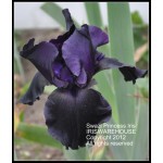 Swazi Princess Iris