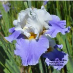Tall Cool One Iris