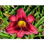 Tall Dark Stranger Daylily