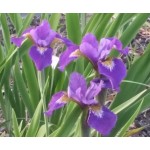 Tango Music Siberian