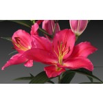 Tarrange Oriental Lily Bulb