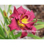 Thanks Two Friends Daylily
