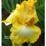That's All Folks' Iris