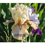 Thornbird Iris