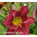 Daylily Thornbird