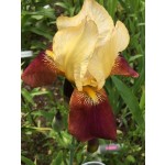 Three Sisters Iris