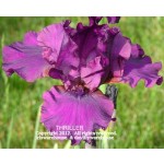 Thriller Iris