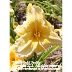 Tiffany Gold Daylily