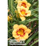 Tigerling Daylily