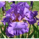 To the Point Iris