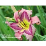Trahlyta Daylily