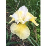 Trip to Paris Siberian Iris