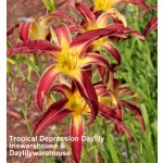 Tropical Depression Daylily
