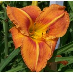 Tuscawilla Tigress Daylily