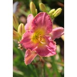 Twilight Secrets Dalily