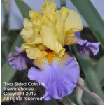 Two Sided Coin Iris