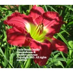 Uncle Bryan Daylily
