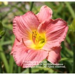 Vera Bigelow Daylily