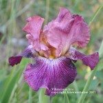 Vibrations Iris