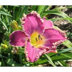 Victorian Christmas Daylily