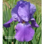 Violet Returns Iris