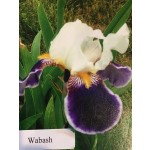 Wabash Iris 1936