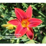 War March Daylily