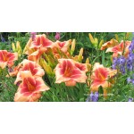 Watermelon Time Daylily