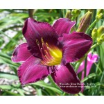 Wayside King Royale Daylily