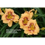 Web of Intrigue Daylily