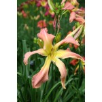 Websters Pink Wonder Daylily
