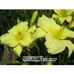 Westhampton Daylily