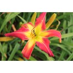 Whip City Jittie Daylily