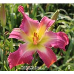 White Eyes Pink Dragon Daylily