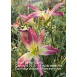 Wilson Spider Daylily