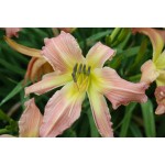 Wind Frills Daylily