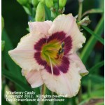 Wineberry Candy Daylily