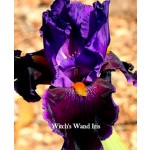Witchs Wand Iris