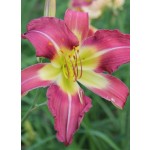 Work With Me Annie Daylily