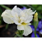Yellowtail Siberian Iris