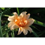 Zada Mae Daylily
