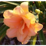 Zella Virginia Daylily