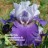 Best Bet Iris 