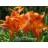 Alabama Jubilee Daylily