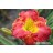 All Aboard For Columbus Daylily