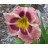 Angel Rodgers Daylily